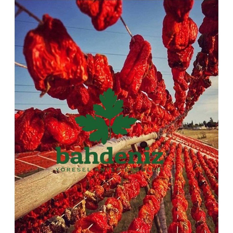 Bahdeniz-Antep Dolmalık Topak Tatlı Biber Bahdeniz-Antep Dolmalık Topak Tatlı Biber
