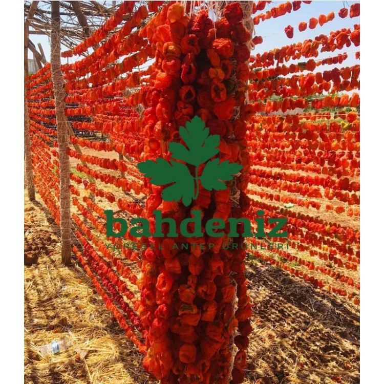 Bahdeniz-Antep Dolmalık Topak Acı Biber Bahdeniz-Antep Dolmalık Topak Acı Biber